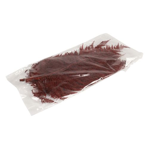 Prodotto Felce decorativa di felce di montagna foglie essiccate rosso vino 50 cm 20 pz