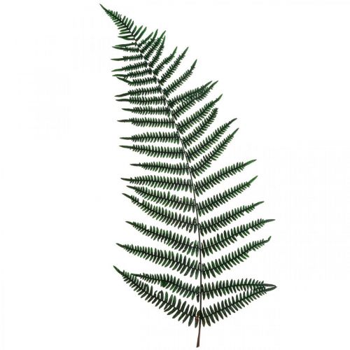 Prodotto Felce di montagna Felce decorativa foglie di felce conservate verdi 45 cm 20 pz