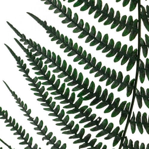 Prodotto Felce di montagna Felce decorativa foglie di felce conservate verdi 45 cm 20 pz
