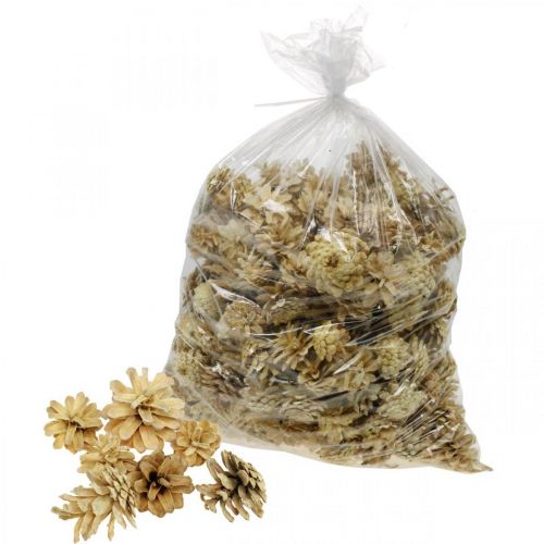 Floristik24 Pigne Di Montagna Crema Piccola 1kg