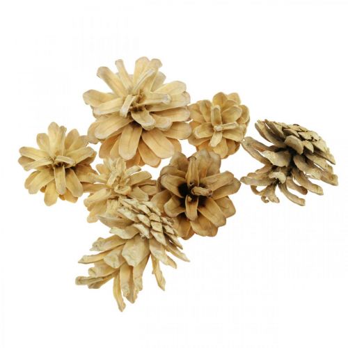 Floristik24 Pigne Di Montagna Crema Piccola 1kg