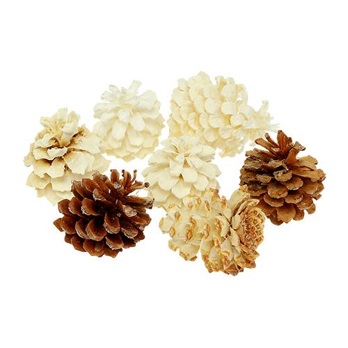 Floristik24 Pigne piccole sbiancate 3,5-5cm 1kg