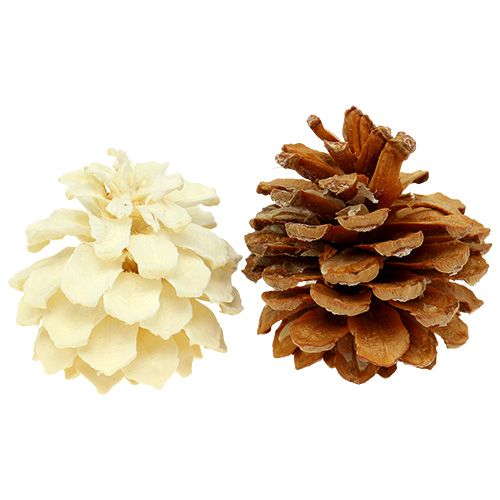 Floristik24 Pigne piccole sbiancate 3,5-5cm 1kg