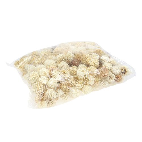 Floristik24 Pigne piccole sbiancate 3,5-5cm 1kg
