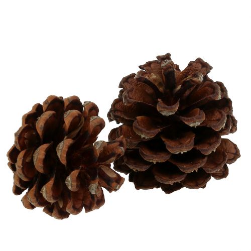 Prodotto Pigne di pino mugo piccole naturali 1kg