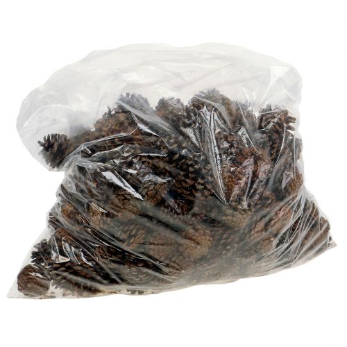 Prodotto Pigne di pino mugo piccole naturali 1kg