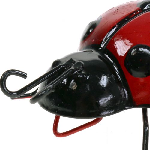 Floristik24 Coccinella 10cm