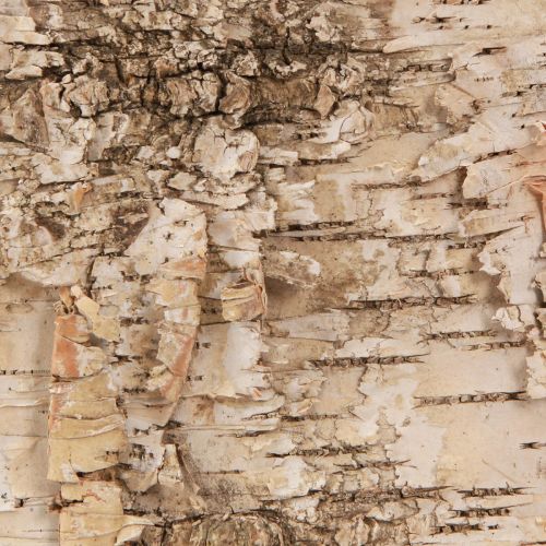 Floristik24 Strisce decorative di corteccia di betulla bianco naturale 48×15 cm 6 pezzi
