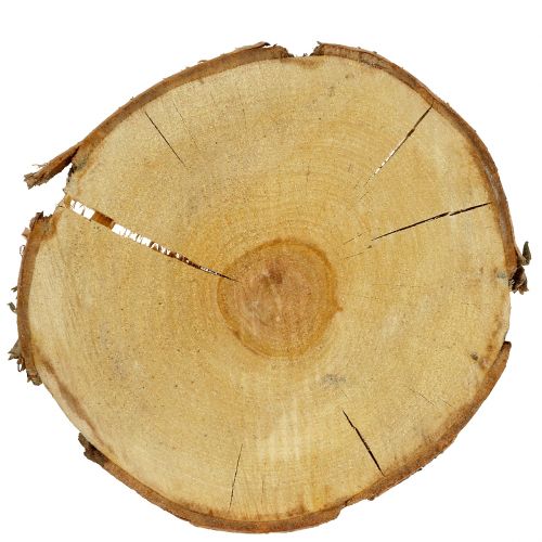 Floristik24 Fetta di betulla naturale Ø30cm - 35cm
