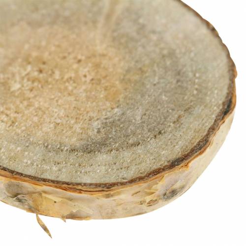 Floristik24 Fette di betulla tonde naturali 5cm 1kg per la decorazione con corteccia