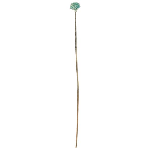 Prodotto Fiori secchi tinti margherita nera blu H38-40 cm 20 pz