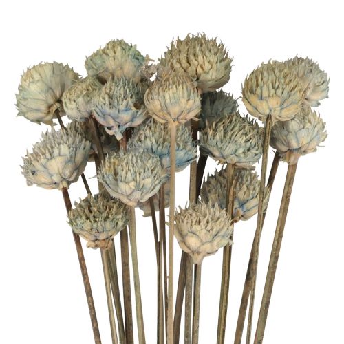Prodotto Decorazione di fiori secchi margherita selvatica blu verde H36 cm 20 pezzi