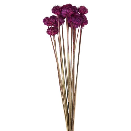 Decorazione di fiori secchi Wild Daisy viola H36cm 20 pezzi