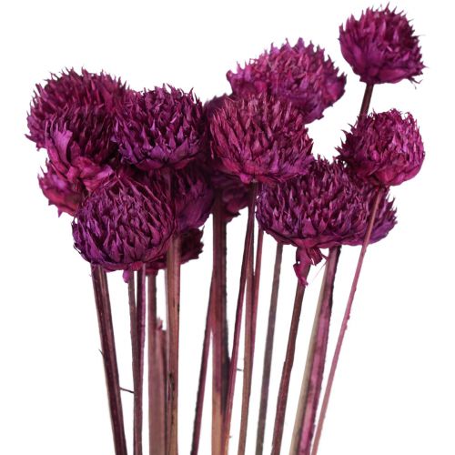 Decorazione di fiori secchi Wild Daisy viola H36cm 20 pezzi