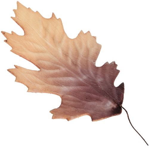 Floristik24 Foglia di quercia rossa foglie autunnali deco foglie deco 13×19cm 12pz