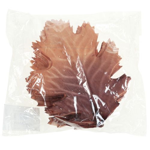 Floristik24 Foglia di quercia rossa foglie autunnali deco foglie deco 13×19cm 12pz