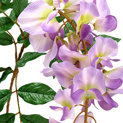 Floristik24 Glicine Glicine L104cm
