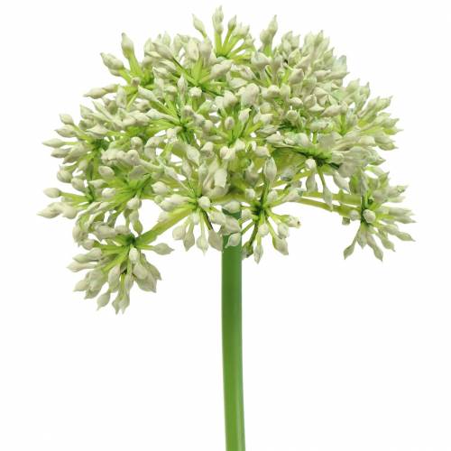 Floristik24 Allium bianco artificiale 55 cm