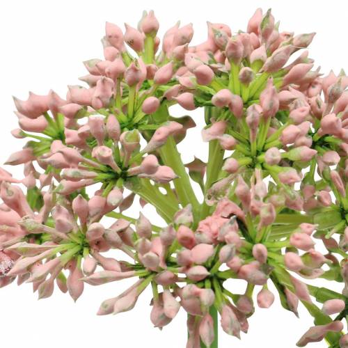 Prodotto Allium artificiale Rosa 55cm