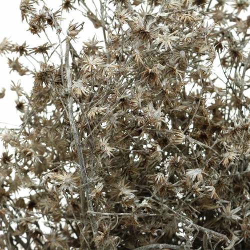 Floristik24 Fioritura secca ramo di fiori selvatici bianco lavato 60 cm 100 g