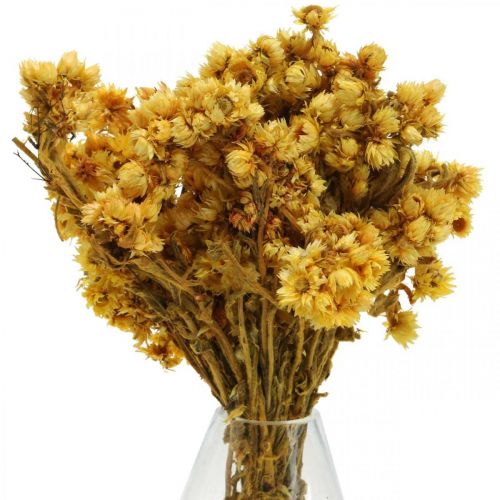 Mini fiore di paglia giallo fiori secchi mazzo