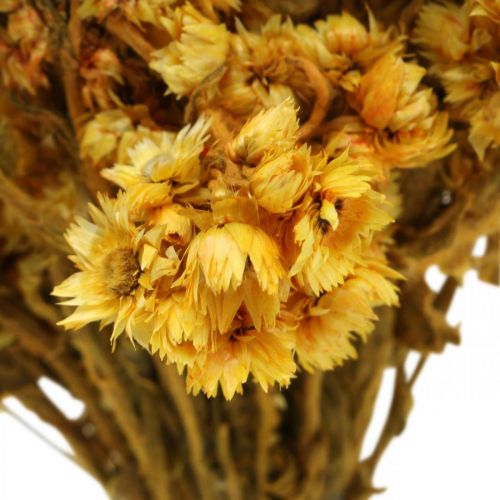 Prodotto Mini fiore di paglia giallo fiori secchi mazzo bouquet secco H20cm 15g