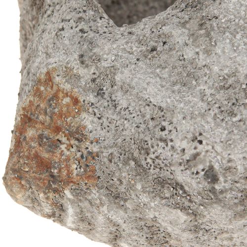 Prodotto Vaso da fiori in pietra conchiglia grigio antico marittimo 22×18×13cm