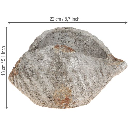 Prodotto Vaso da fiori in pietra conchiglia grigio antico marittimo 22×18×13cm