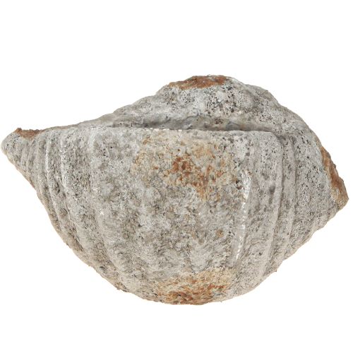Prodotto Vaso da fiori in pietra conchiglia grigio antico marittimo 22×18×13cm