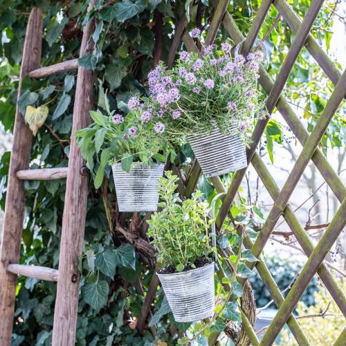 Floristik24 Fioriera da appendere in metallo crema anticato Ø13cm H11,5cm