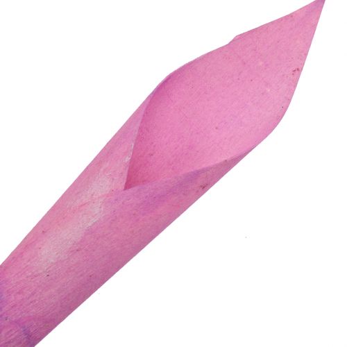 Fiore imbuto sigaro calla rosa 18cm - 19cm 12pz