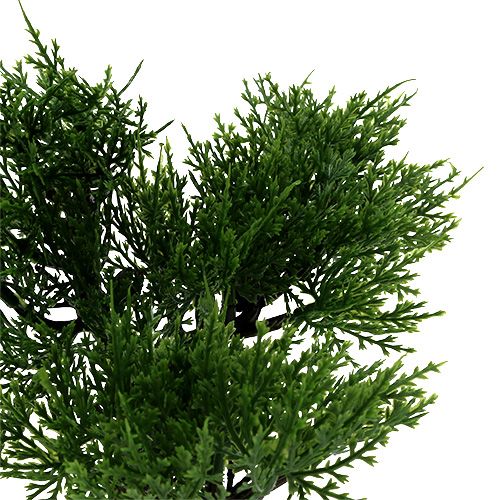 Floristik24 Bonsai in vaso H20cm