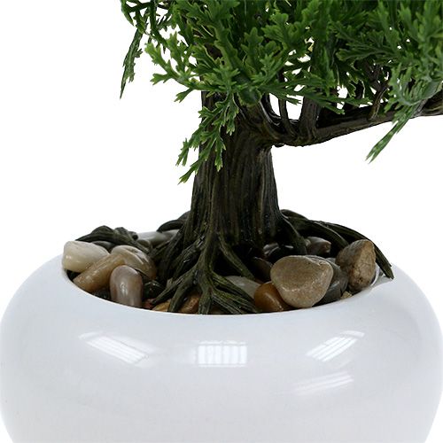 Floristik24 Bonsai in vaso H20cm