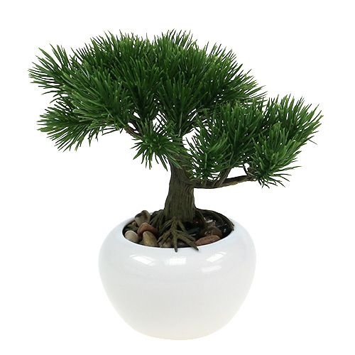 Floristik24 Bonsai in vaso 19cm 1pz