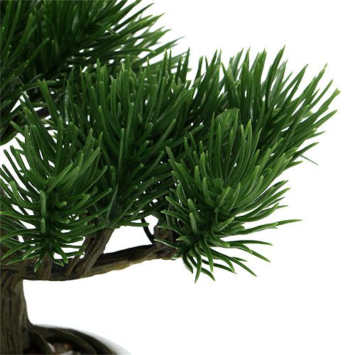 Floristik24 Bonsai in vaso 19cm 1pz