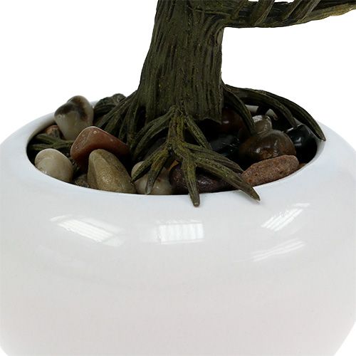 Floristik24 Bonsai in vaso 19cm 1pz