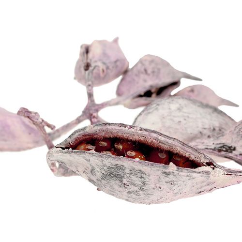 Prodotto Brachyciton glassato alla mora 500g