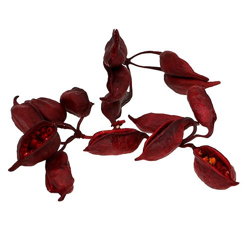 Prodotto Brachicito Rosso 500g