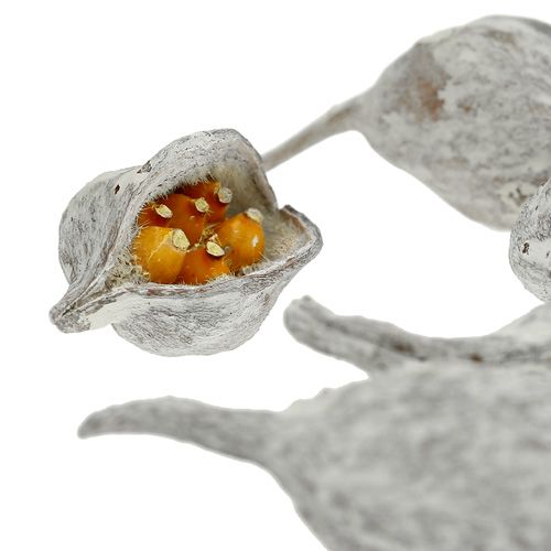 Prodotto Brachyciton lavato bianco 500g