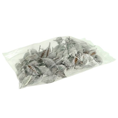 Prodotto Brachyciton lavato bianco 500g