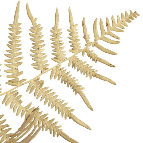 Prodotto Felce decorativa fiori secchi foglie di felce essiccate 70 cm 10 pz