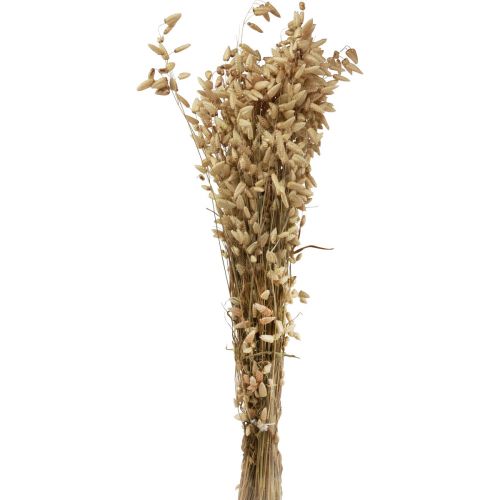 Floristik24 Erba tremante di fiori secchi Erba ornamentale naturale Briza 60 cm 100 g