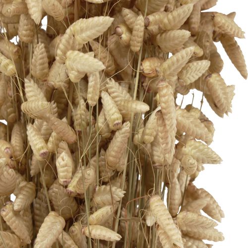 Prodotto Erba tremante di fiori secchi Erba ornamentale naturale Briza 60 cm 100 g