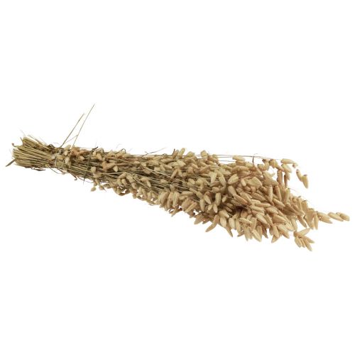 Floristik24 Erba tremante di fiori secchi Erba ornamentale naturale Briza 60 cm 100 g