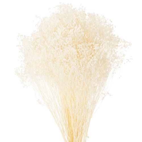 Floristik24 Broom Bloom Fiori secchi sbiancati bianchi a lunga conservazione 100 g
