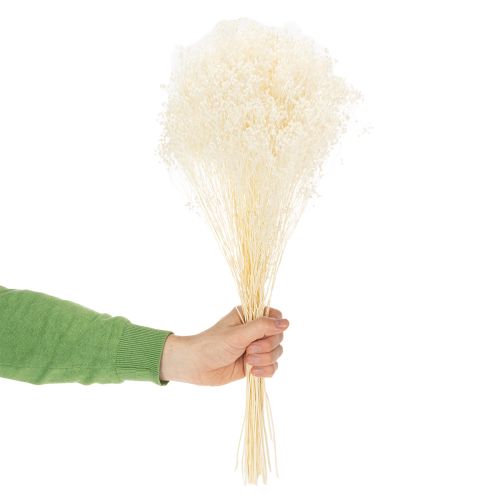 Prodotto Broom Bloom Fiori secchi sbiancati bianchi a lunga conservazione 100 g