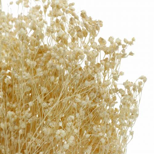 Floristik24 Fiori secchi Ginestra Bloom Sbiancato 140g