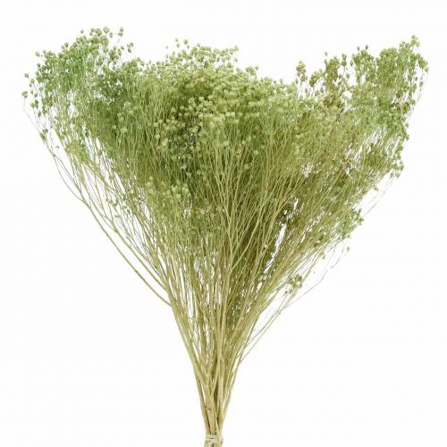 Floristik24 Fiori Secchi Ginestra Bloom Verde Chiaro 150g