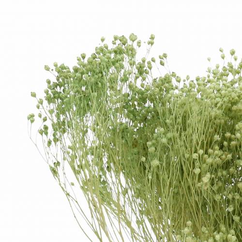 Floristik24 Fiori Secchi Ginestra Bloom Verde Chiaro 150g