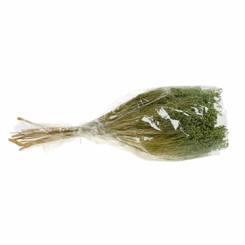 Floristik24 Fiori Secchi Ginestra Bloom Verde Chiaro 150g